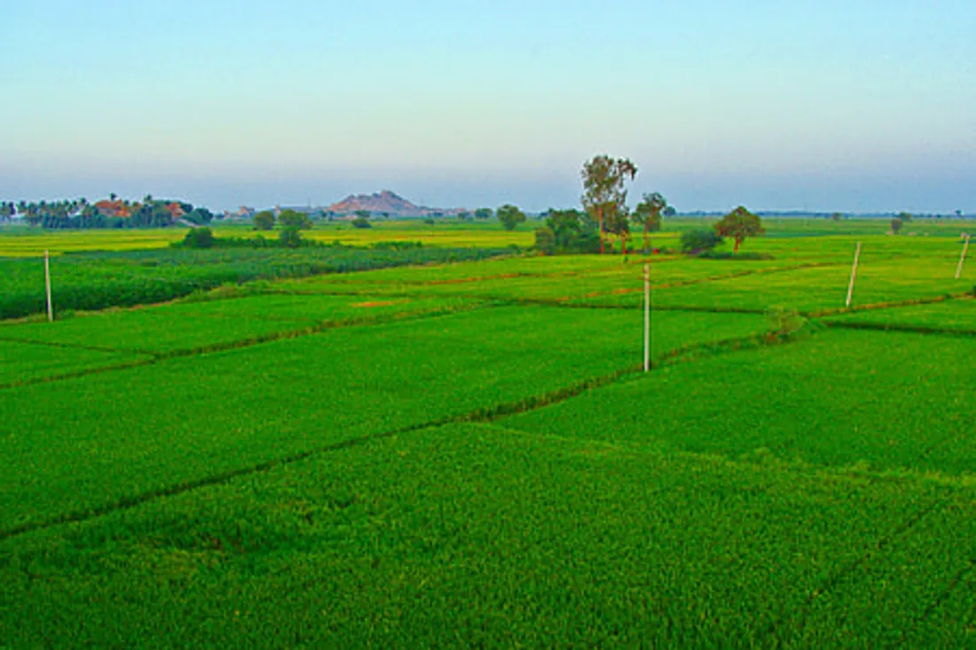 Lush green paddy rice fields near Sambalpur, Odisha — circular, sustainable rice husk sourcing by Ambika Biotech